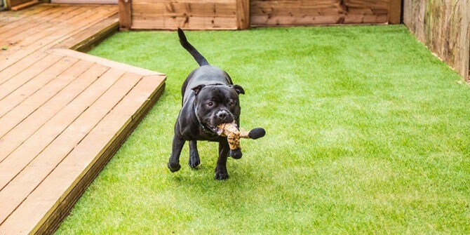 dog on artificial grass